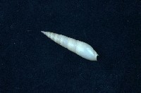 藏品(筍螺)的圖片